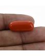 Red Coral (Moonga) - 10.43 Carat 