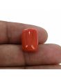 Red Coral (Moonga) - 13 Carat 