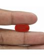 Red Coral (Moonga) - 6.68 Carat 