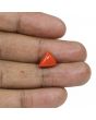 Red Coral (Moonga) - 5.15 Carat 