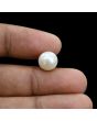South Sea Pearl (Moti) 6.72 Carat 