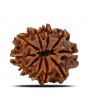 10 Mukhi Rudraksha (Nepal) 23.73 MM