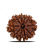 10 Mukhi Rudraksha (Nepal) 22.64 MM