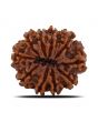 10 Mukhi Rudraksha (Nepal) 22.64 MM