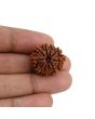 10 Mukhi Rudraksha (Nepal) 22.64 MM