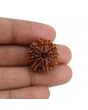 10 Mukhi Rudraksha (Nepal) 22.64 MM