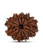 10 Mukhi Rudraksha (Nepal) 22.42 MM