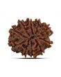 10 Mukhi Rudraksha (Nepal) 22.42 MM