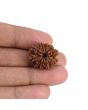 10 Mukhi Rudraksha (Nepal) 22.42 MM