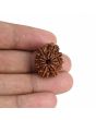 10 Mukhi Rudraksha (Nepal) 22.42 MM