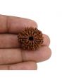Natural 11 Mukhi (Eleven Mukhi) Nepal Rudraksha GJSPC Certified 24.12 M.M.