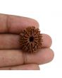 Natural 11 Mukhi (Eleven Mukhi) Nepal Rudraksha GJSPC Certified 24.12 M.M.