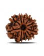 11 Mukhi Rudraksha (Nepal) 21.67 MM