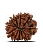 11 Mukhi Rudraksha (Nepal) 21.67 MM