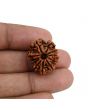 11 Mukhi Rudraksha (Nepal) 21.67 MM