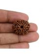 11 Mukhi Rudraksha (Nepal) 23.68 MM