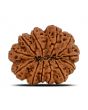 11 Mukhi Rudraksha (Nepal) 31.06 MM