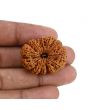 11 Mukhi Rudraksha (Nepal) 31.06 MM