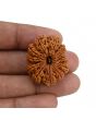 11 Mukhi Rudraksha (Nepal) 31.06 MM