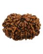 11 Mukhi Rudraksha (Nepal) 24.77 MM