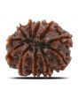 11 Mukhi Rudraksha (Nepal) 24.58 MM