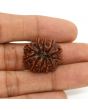 11 Mukhi Rudraksha (Nepal) 24.58 MM