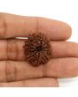11 Mukhi Rudraksha (Nepal) 24.58 MM
