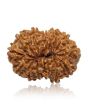 13 Mukhi Rudraksha (Nepal) 27.73 MM