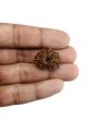 13 Mukhi Rudraksha (Nepal) 24.13 MM