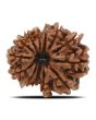 13 Mukhi Rudraksha (Nepal) 24.29 MM