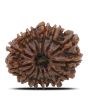 13 Mukhi Rudraksha (Nepal) 26.7 MM