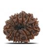 13 Mukhi Rudraksha (Nepal) 26.7 MM