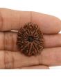 13 Mukhi Rudraksha (Nepal) 26.7 MM