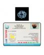 13 Mukhi Rudraksha (Nepal) 24.33 MM
