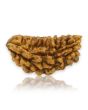 1 Mukhi Rudraksha 30.08 MM