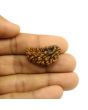 1 Mukhi Rudraksha 30.08 MM