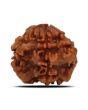 1 Mukhi Rudraksha (Nepal) 17.86 MM