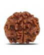 1 Mukhi Rudraksha (Nepal) 18.71 MM