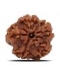 1 Mukhi Rudraksha (Nepal) 18.71 MM