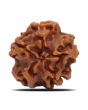 1 Mukhi Rudraksha (Nepal) 18.71 MM