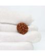 1 Mukhi Rudraksha (Nepal) 19.92 MM