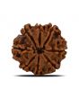 8 Mukhi Rudraksha (Nepal) 23.92 MM 