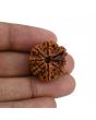 8 Mukhi Rudraksha (Nepal) 23.92 MM 