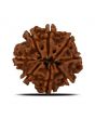 8 Mukhi Rudraksha (Nepal) 23.9 MM 