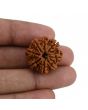 8 Mukhi Rudraksha (Nepal) 23.9 MM 