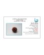 8 Mukhi Rudraksha (Nepal) 18.65 MM