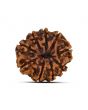 9 Mukhi Rudraksha (Nepal) 21.17 MM