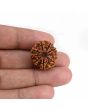 9 Mukhi Rudraksha (Nepal) 21.17 MM