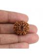 9 Mukhi Rudraksha (Nepal) 21.17 MM
