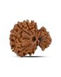 Garbh Gauri Rudraksha Nepal (GJSPC Certfied) 23.62 M.M.
